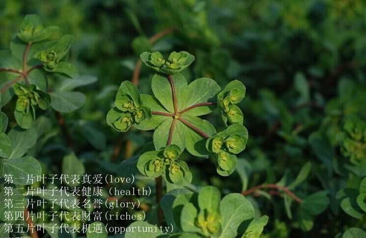 高档汽车挂件 汽车饰品五叶草车内水晶后视镜汽车挂饰 保平安车饰