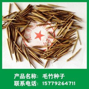 新采优质毛竹种子 精选毛竹笋种子 林木种子