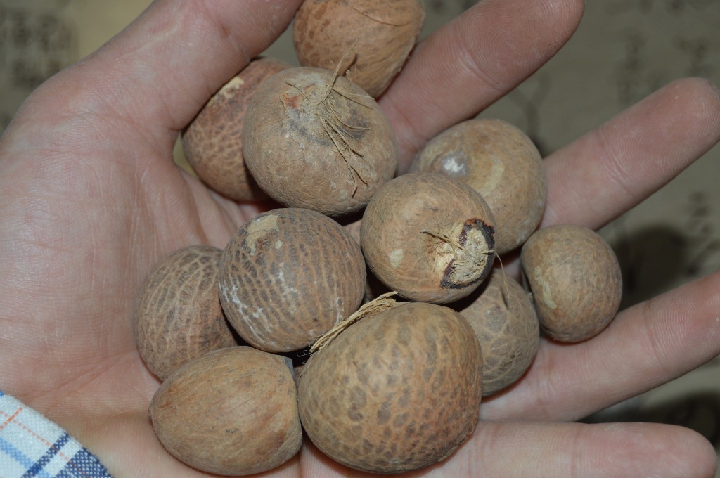 血丝菩提籽原料批发 印尼槟榔果 金丝菩提子工艺品散珠产地直销