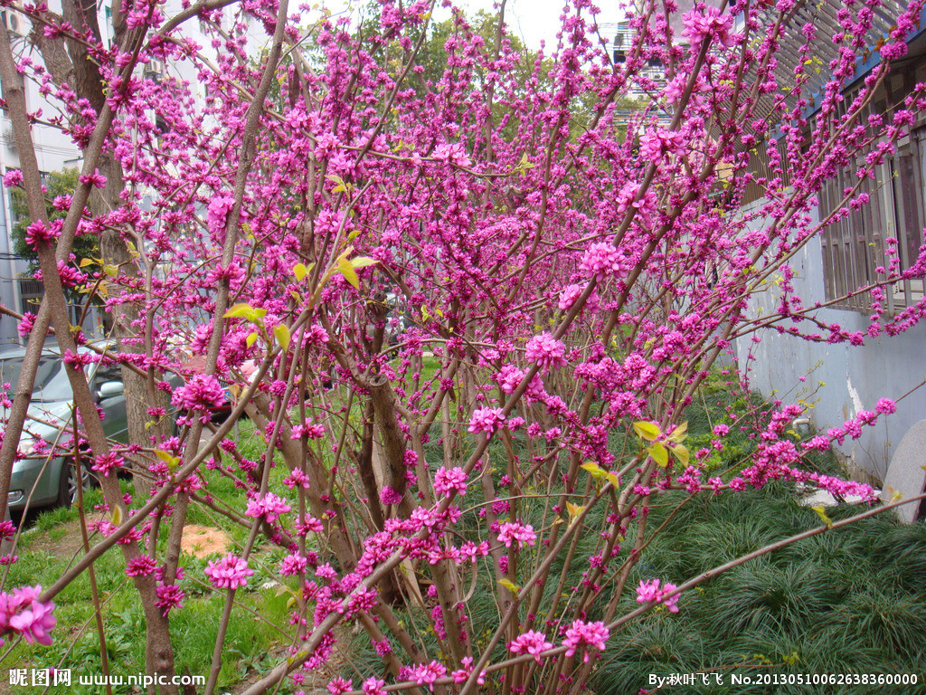 又叫:紅花紫荊或紅花羊蹄甲,拉丁文名:bauhinia blakeana dunn.