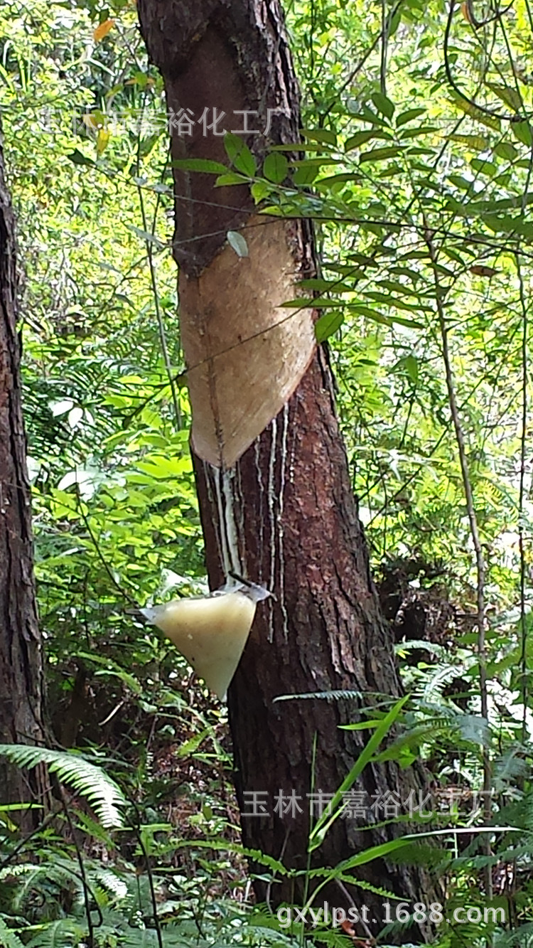 供应一级脱毛松香 出售散装胶粘用松香 供应出口级松香