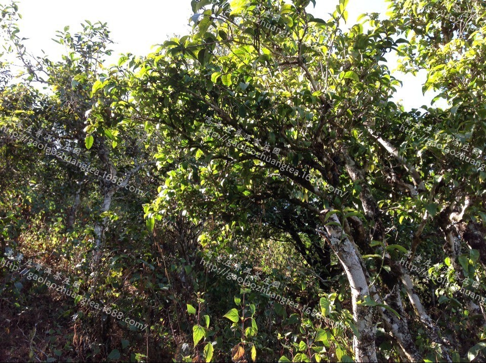 【高老莊普洱茶莊園】預售 2014年 喬木普洱茶 明前頭春 春茶