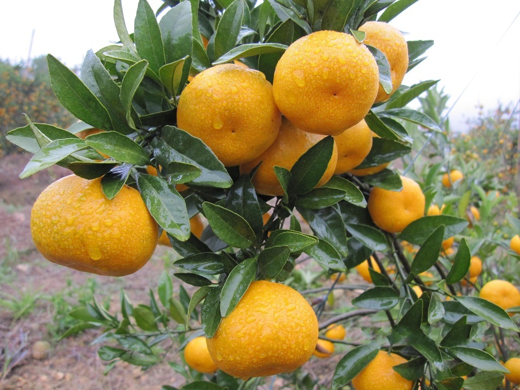 供应广西优质马水桔 新鲜水果 出口马水桔