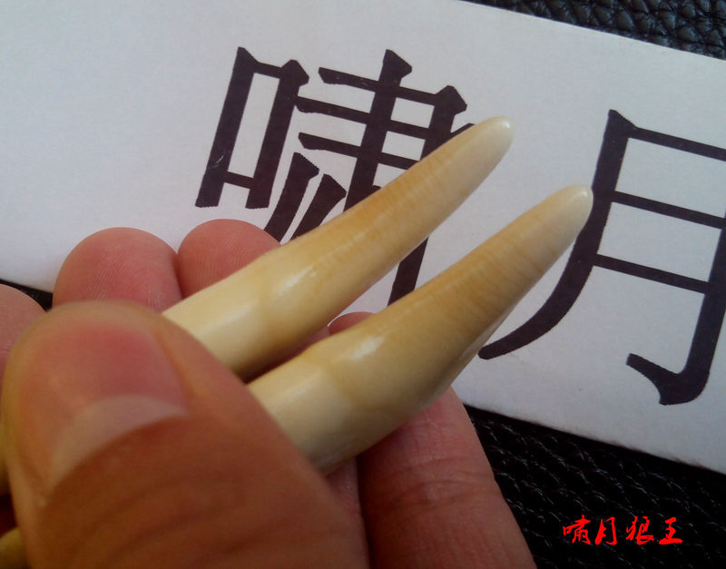 真狼牙狼王牙《啸月狼王》