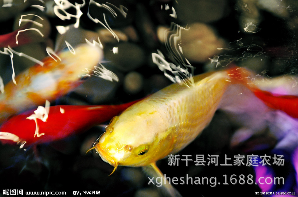 江西吉安纯种日本黄金锦鲤 鱼苗 活体 观赏鱼 冷水鱼 风水鱼 批发价格