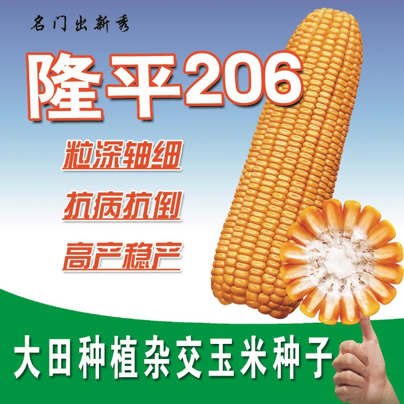 大田种植 大穗 杂交玉米种 高产抗病 优质玉米种子批发--隆平206