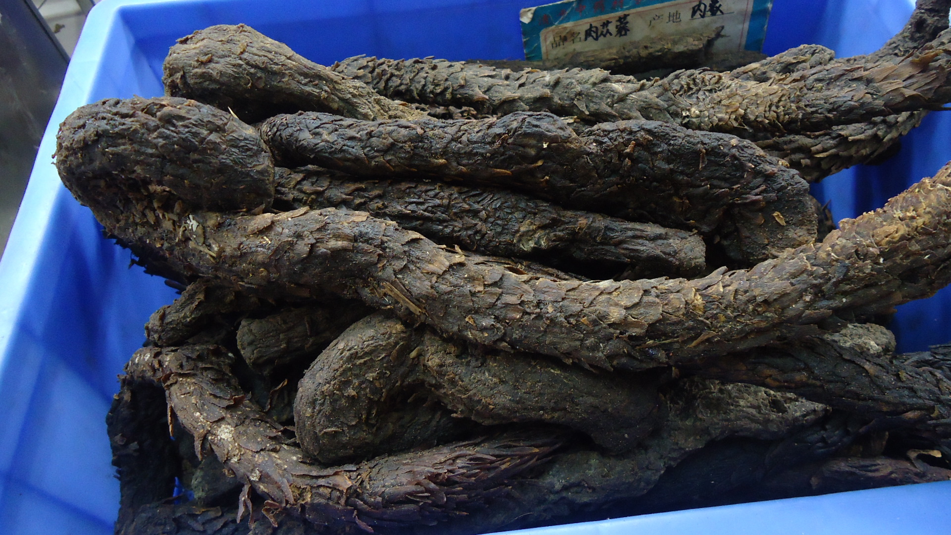 内蒙优质长支肉苁蓉