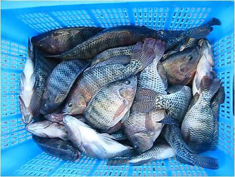 0粒径 罗非鱼饲料