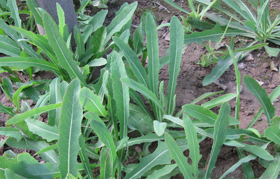 苦苦菜提取物 苦苣菜 苦曲菜粉_宁夏六盘山__植物提取物-食品商务网