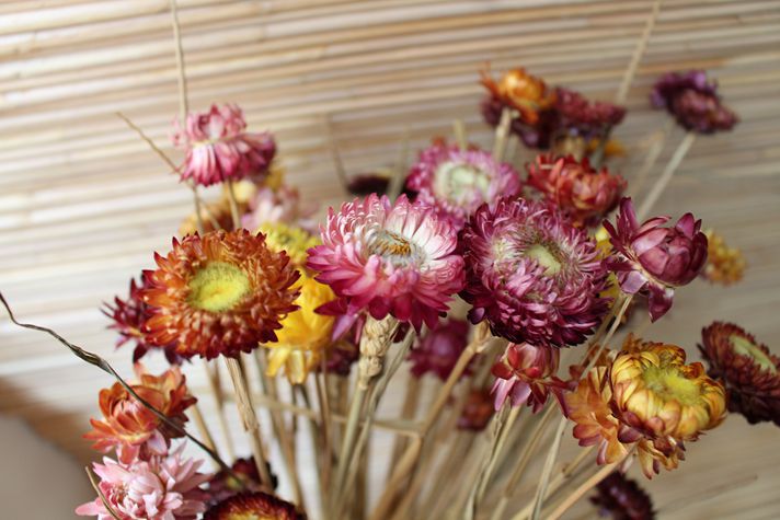 家居饰品植物干花果壳手工 鲜花仿真花 天然非洲菊 新品