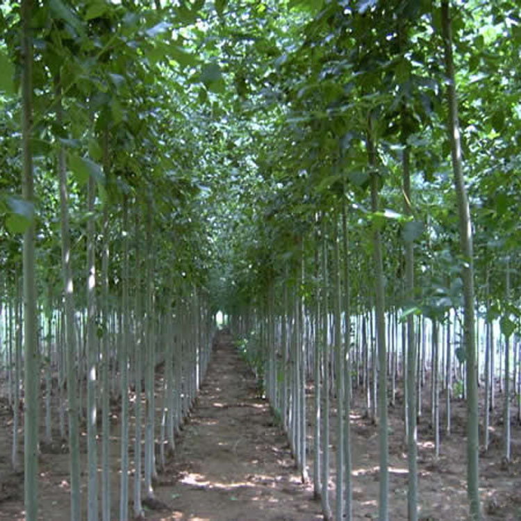 蚌埠苗木基地：助力城市绿肺建设