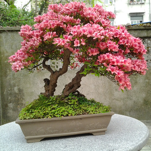 花圃大量供应造型独特家居观赏植物盆景花卉杜鹃树桩盆栽批发