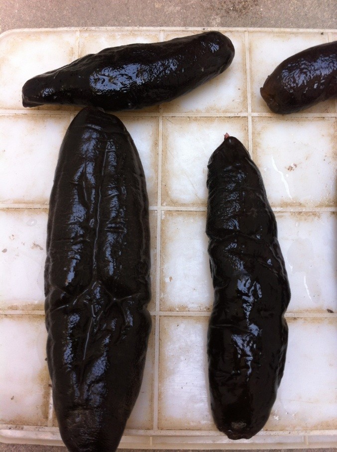 去皮茄参/无泥无皮 干海参 肉质肥厚 口感爽滑 大量批发 保证质量