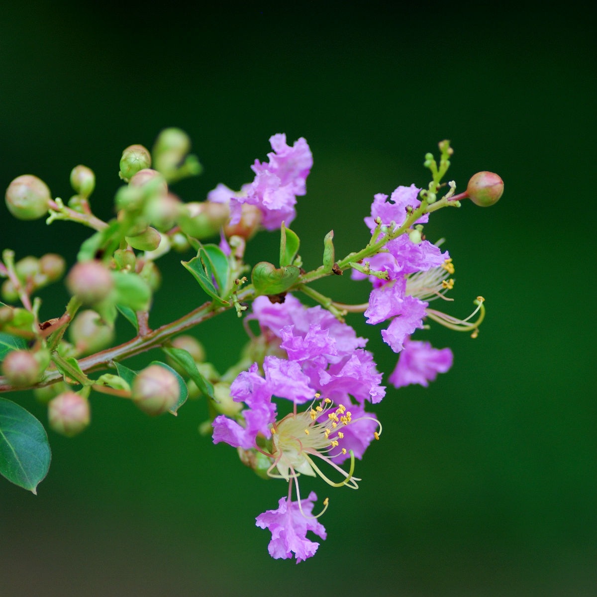供应山东泰安小叶扶芳藤,大叶扶芳藤,批发销售,惠民2