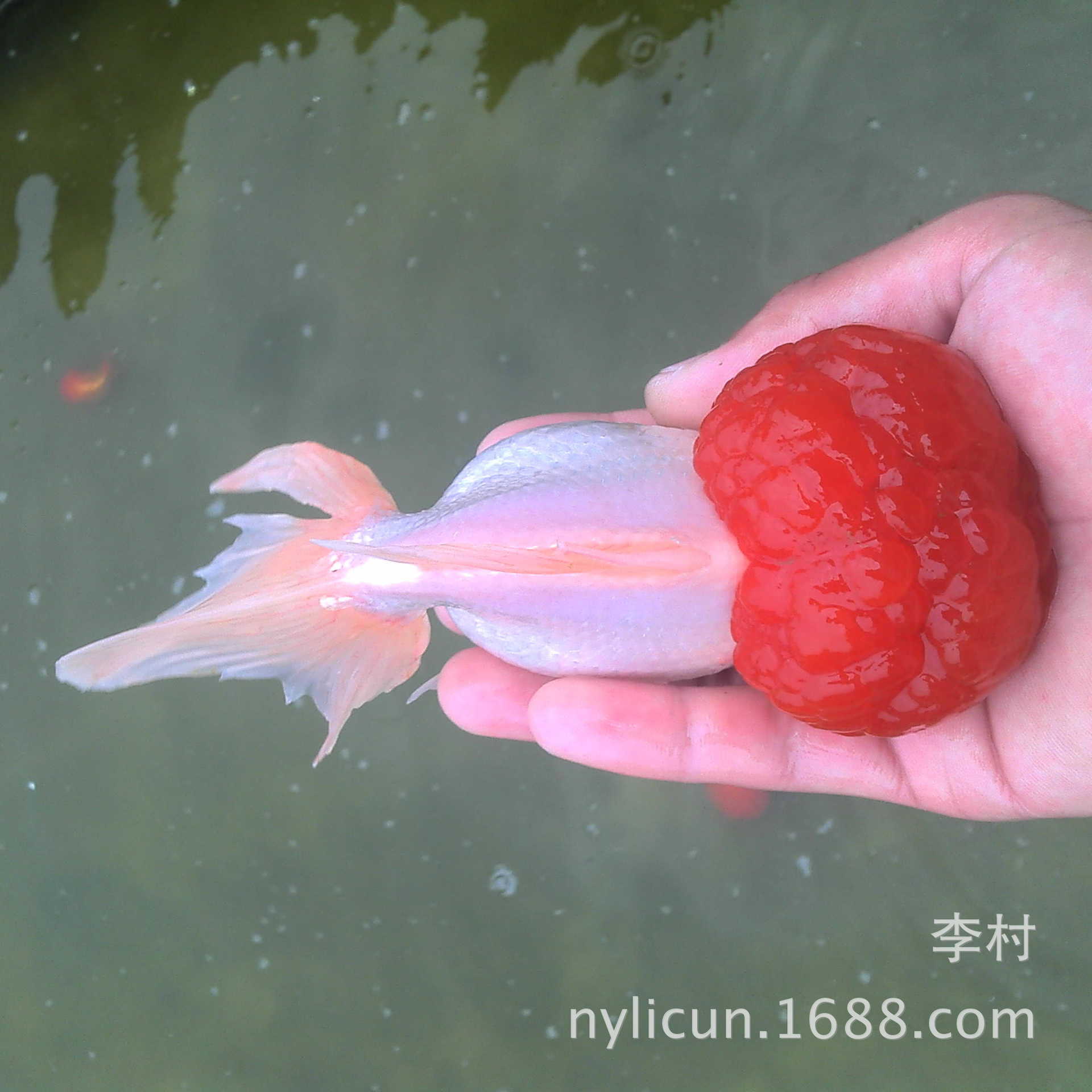 李村養殖基地批發鶴頂紅金魚 蝶尾鶴頂紅金魚 紅白獅子頭