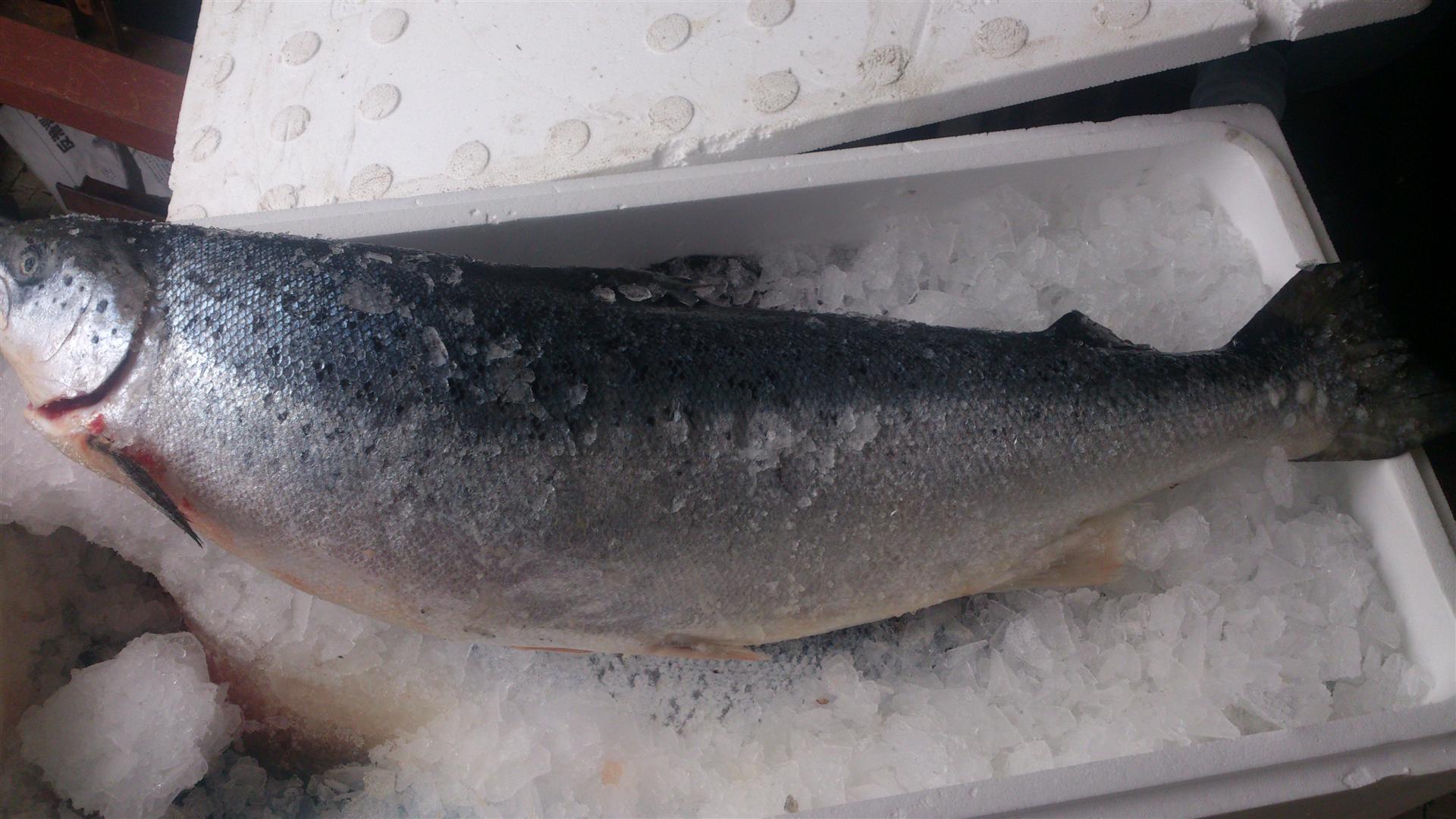 大量批发挪威进口优质冷冻三文鱼/冰鲜三文鱼/生鲜三文鱼
