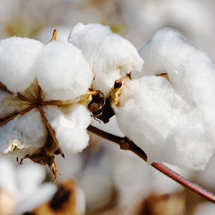 新疆阿克苏棉花批发 量大 货足 现货 新疆棉花长绒棉 厂家直销