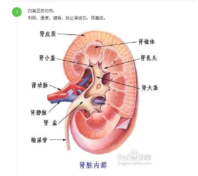 批发 五谷杂粮 长寿药用食用大白扁豆