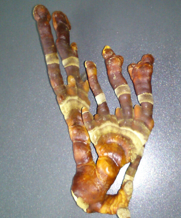 厂家直销井祥 佛手灵芝 鹿茸灵芝 正品滋补中药材