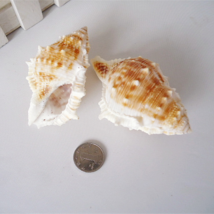天然海螺贝壳田园风格摆件创意礼品狮子头螺收藏品 全国低价批发