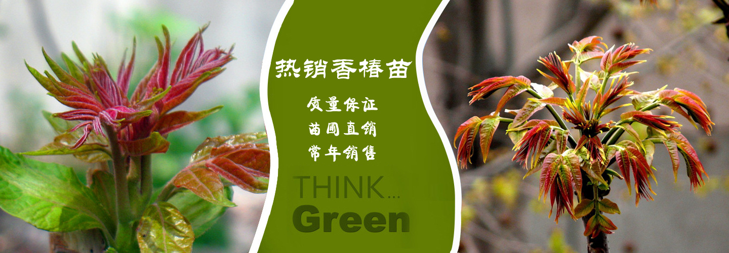 梨树苗批发多少钱一棵