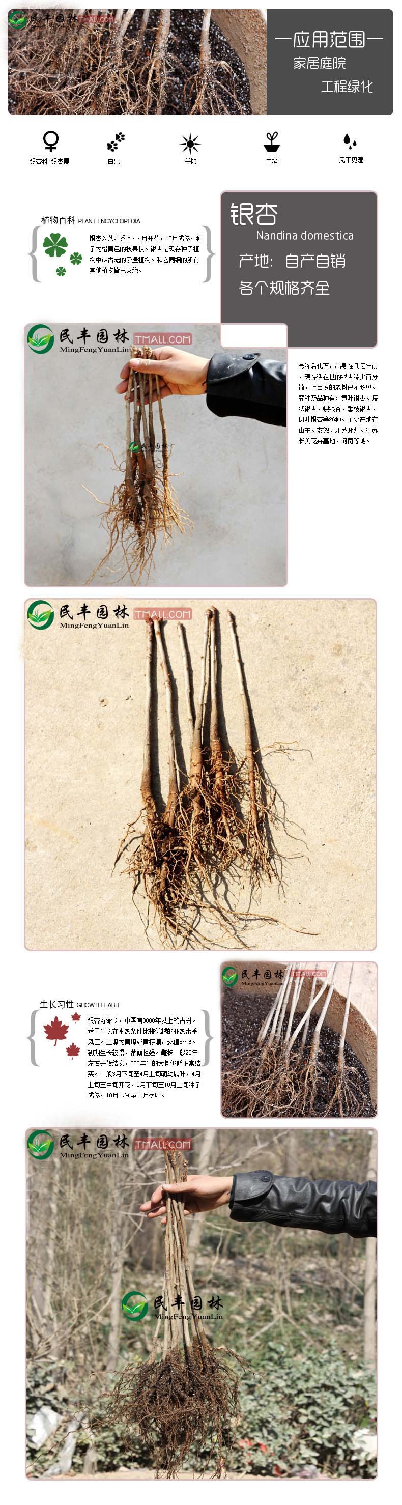 苗圃直销 银杏树小苗 白果树苗 根系发达易成活 工程绿化苗木批发