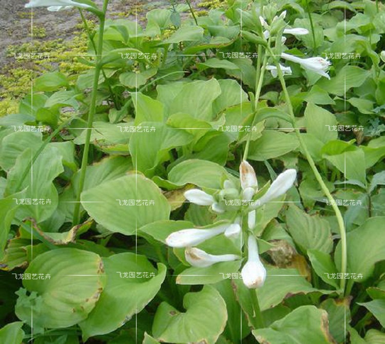 觀花植物 觀葉植物 玉簪 青葉玉簪種根花苗 花葉玉簪 園林綠化苗