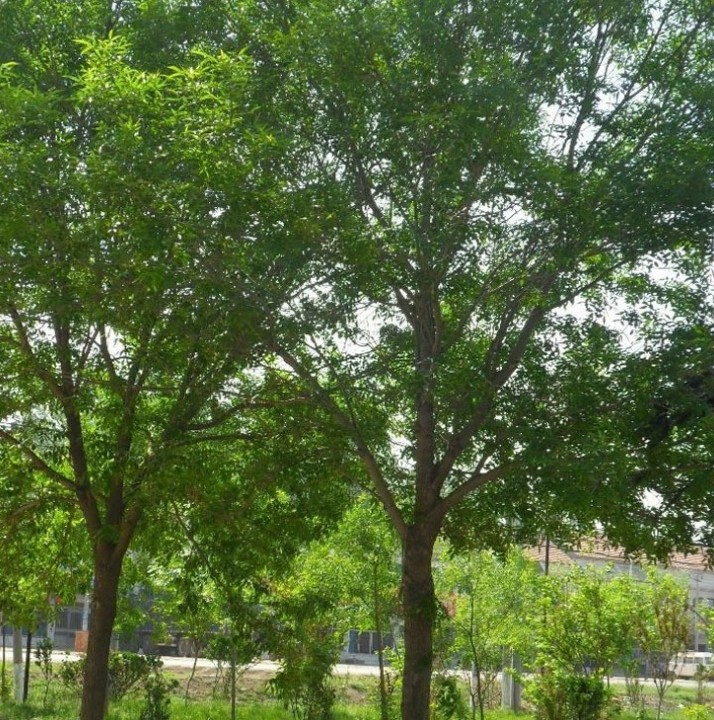 供应107速生杨 白杨树小苗 落叶乔木 工程绿化苗木批发杨树苗