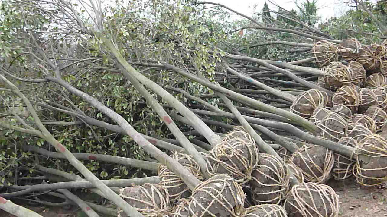 绿化苗木 大叶女贞树苗大叶女贞小苗大叶女贞苗行道树木高杆批发