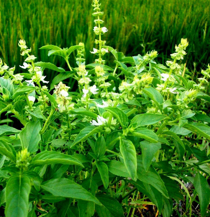 生产供应 食用香精 食品添加剂香草香精 炒货用香精 jx20236