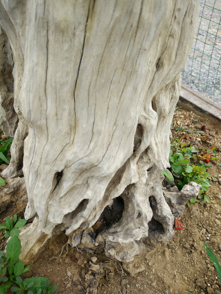 基地直供 现货石榴盆景 自家培育 造型优美独特 量大从优a14319