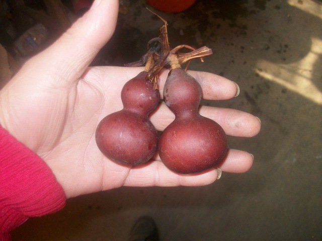 精品文玩美国小葫芦做旧葫芦图片_4