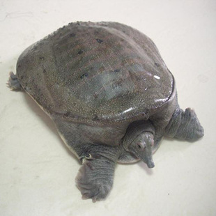 2-1.6斤 2a 温室甲鱼 泰国鳖 台湾鳖 杂交鳖 常年供应