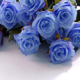 四季盆栽花卉植物 当年开花苗 浅蓝色玫瑰花苗 蓝玫瑰系列 包成活
