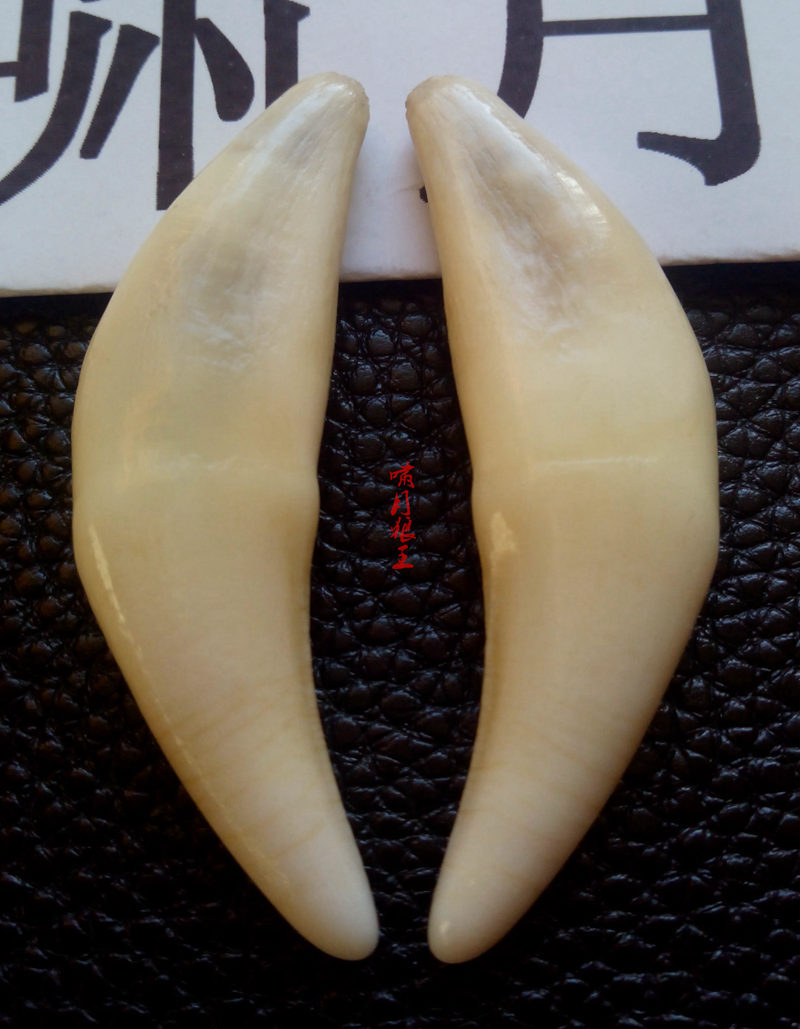 真狼牙狼王牙 ———《啸月狼王》