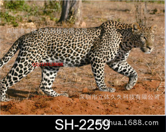 sh2261立体画新款3d立体画动物3d立体装饰画金钱豹3d立体画