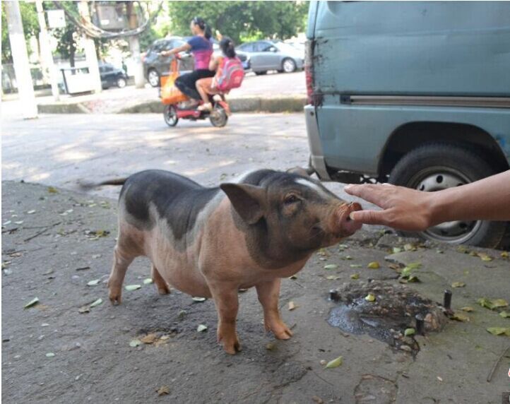 江西男子街头遛猪 小花猪名叫"奶牛"