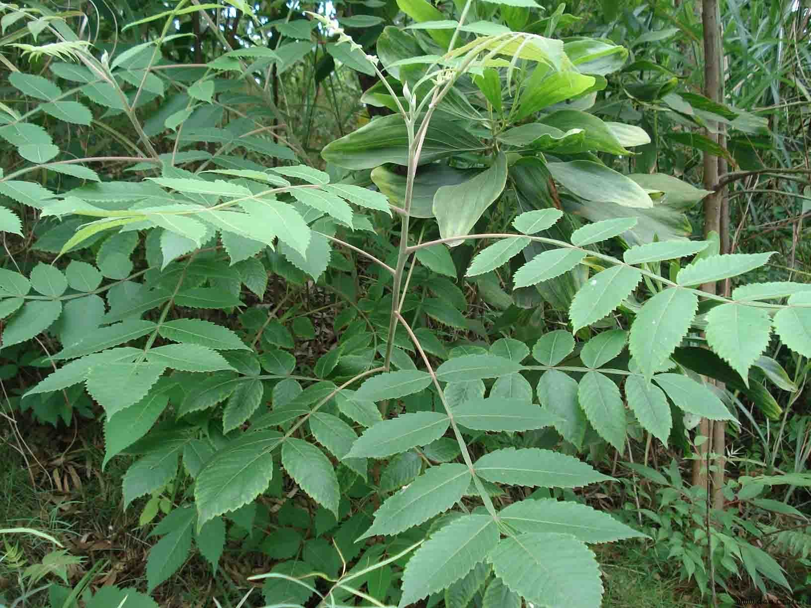 大量【农业品种】供应盐肤木 五倍子树 野生植物