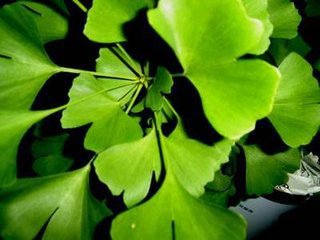 e.  使用部位:叶子  植物来源:银