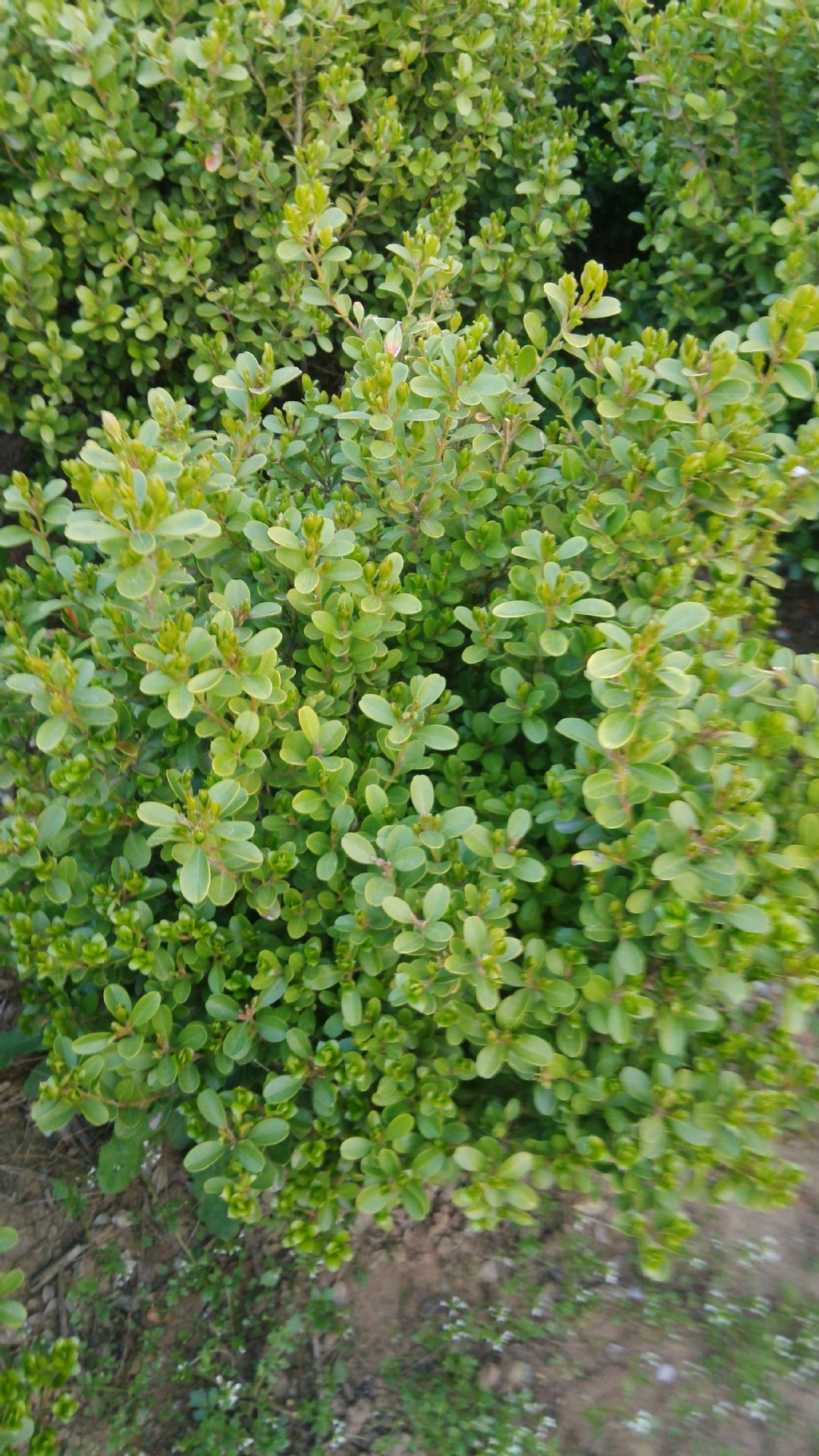 出售瓜子黄杨 小叶黄杨工程苗 床苗 绿篱植物 量大从优