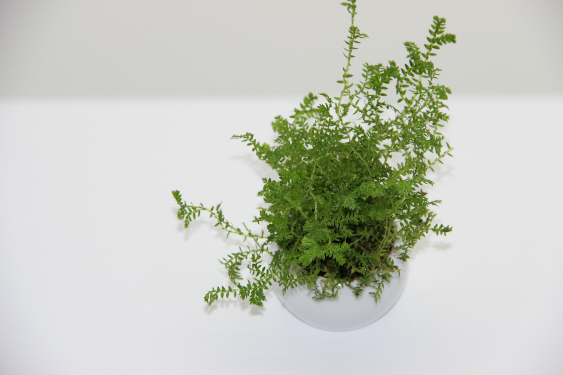 阳光家园微景观 必备背景植物 金星珊瑚蕨 单把价 dly植物材料