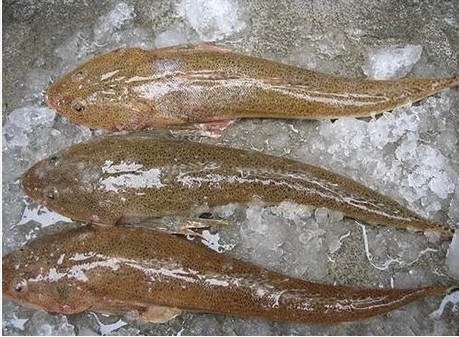 鲜活海鲜 狗腿鱼 辫子 鲬鱼 牛尾鱼 尖头鱼鲜活水产海鲜