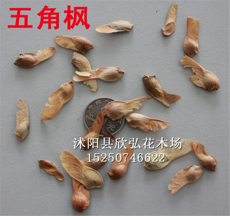 五角枫种子