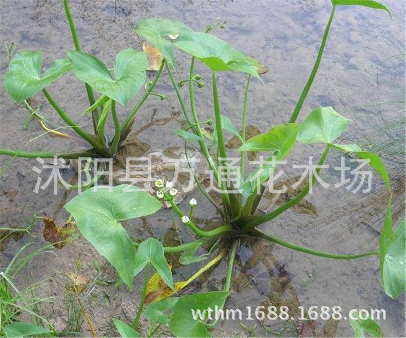 水生慈姑 直銷 水生 茨菇 水生植物 水體綠化 技術指導 可食用