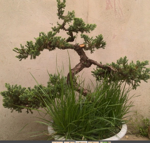 盆景.地柏盆景.树桩,造型树桩,松柏盆景,图片_4