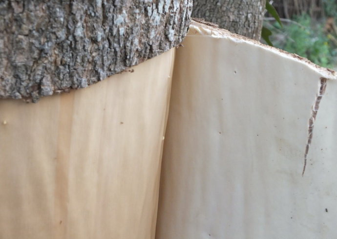 30年野生老树杜仲皮 特级出口泡酒料 简式加工原生态中药材