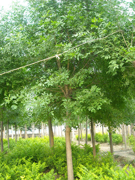 批发白蜡 丹东营口白蜡树 平头白蜡树 定