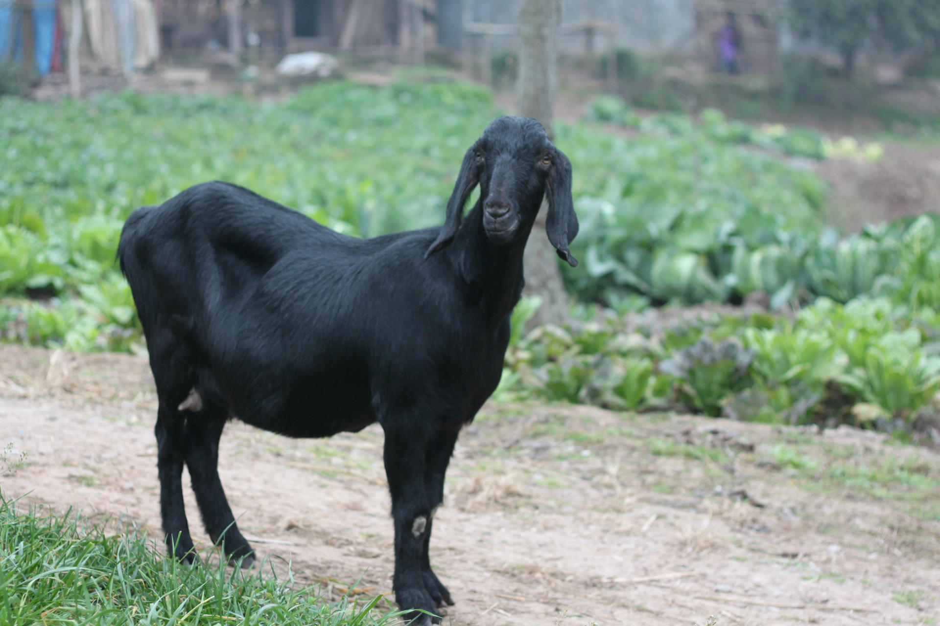 鑫怡羊业特供乐至黑山羊种羊,活羊,小羊