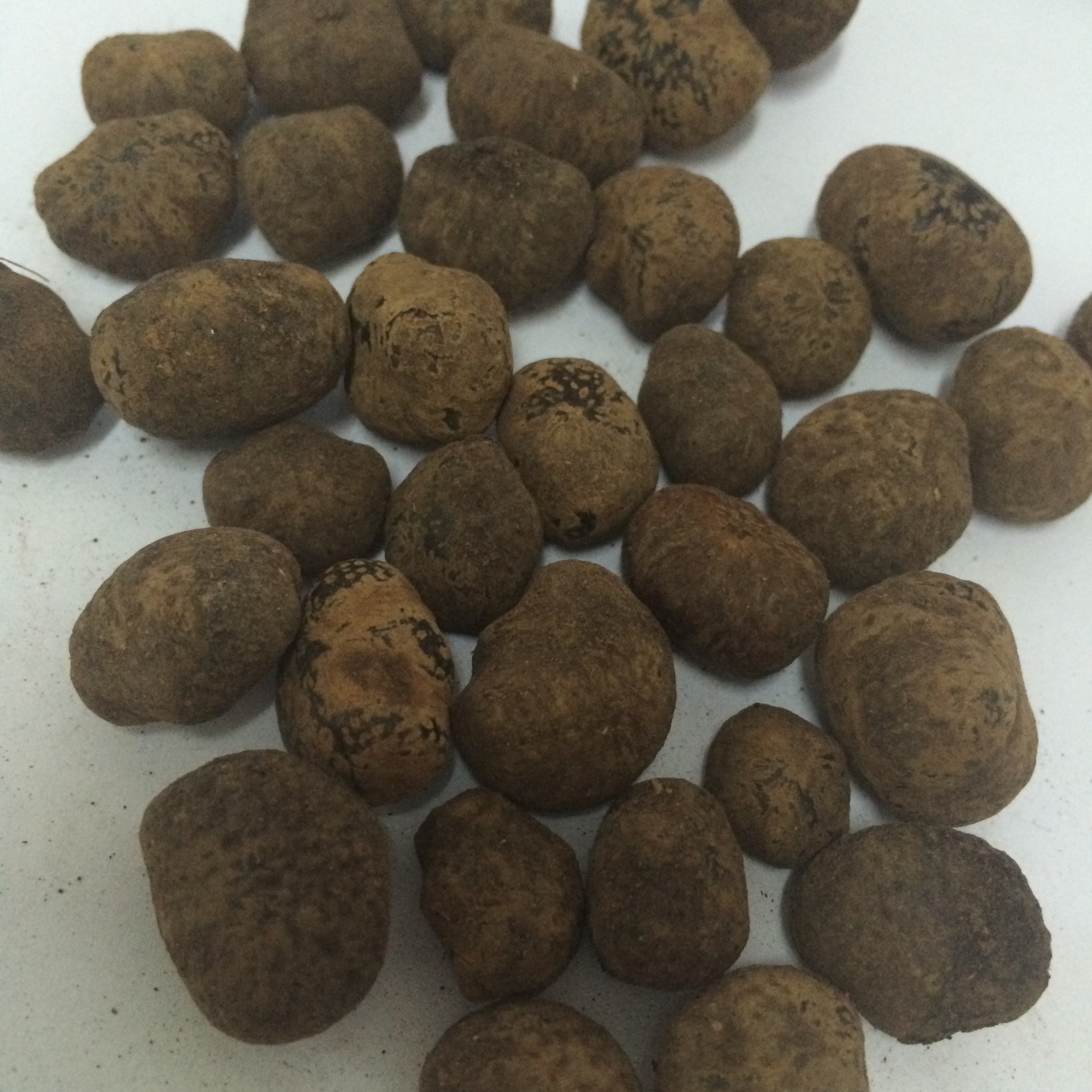 星月菩提子批发 原籽原料 通货散珠 高密元宝籽 星月菩提原籽