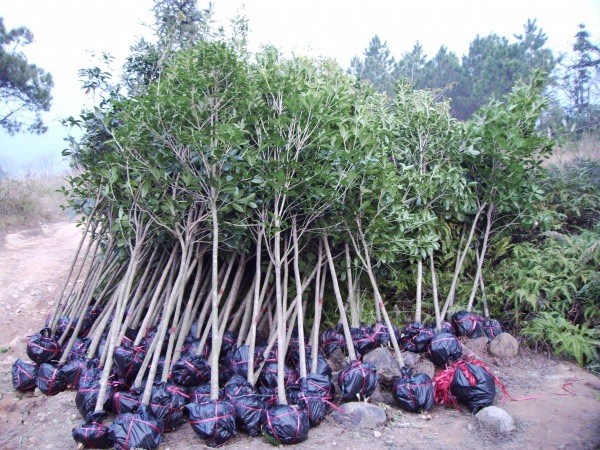 苗圃直销 桂花树苗 工程绿化苗木批发货源充足量大从优
